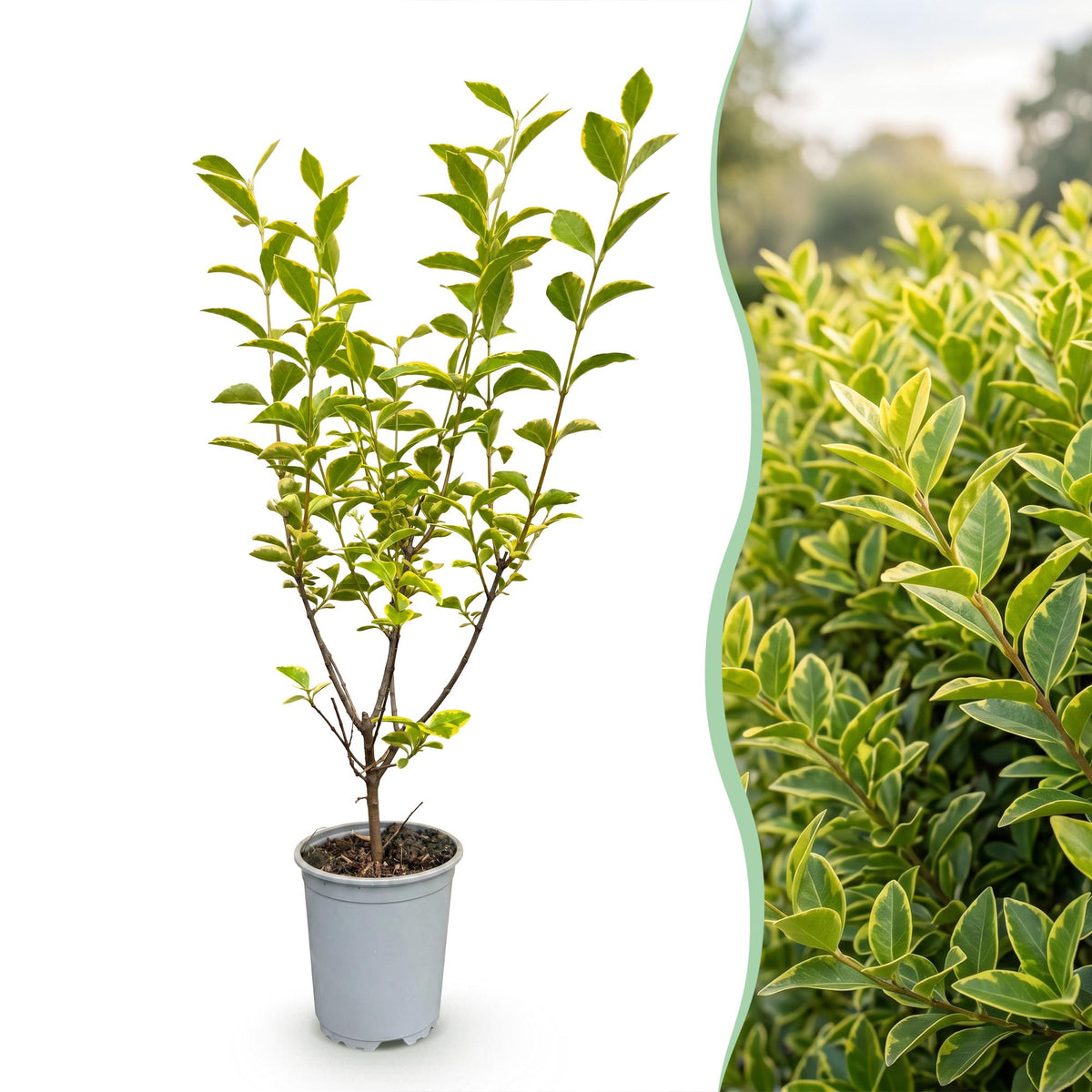 16x Ligustrum ovalifolium Aureum - Buntblättriger Liguster - Heckenpflanzen - Immergrün - Bunt - Topf 9cm - Höhe 35-45cm – HaGa-Welt
