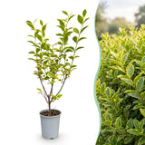 16x Ligustrum ovalifolium Aureum - Buntblättriger Liguster - Heckenpflanzen - Immergrün - Bunt - Topf 9cm - Höhe 35-45cm – HaGa-Welt