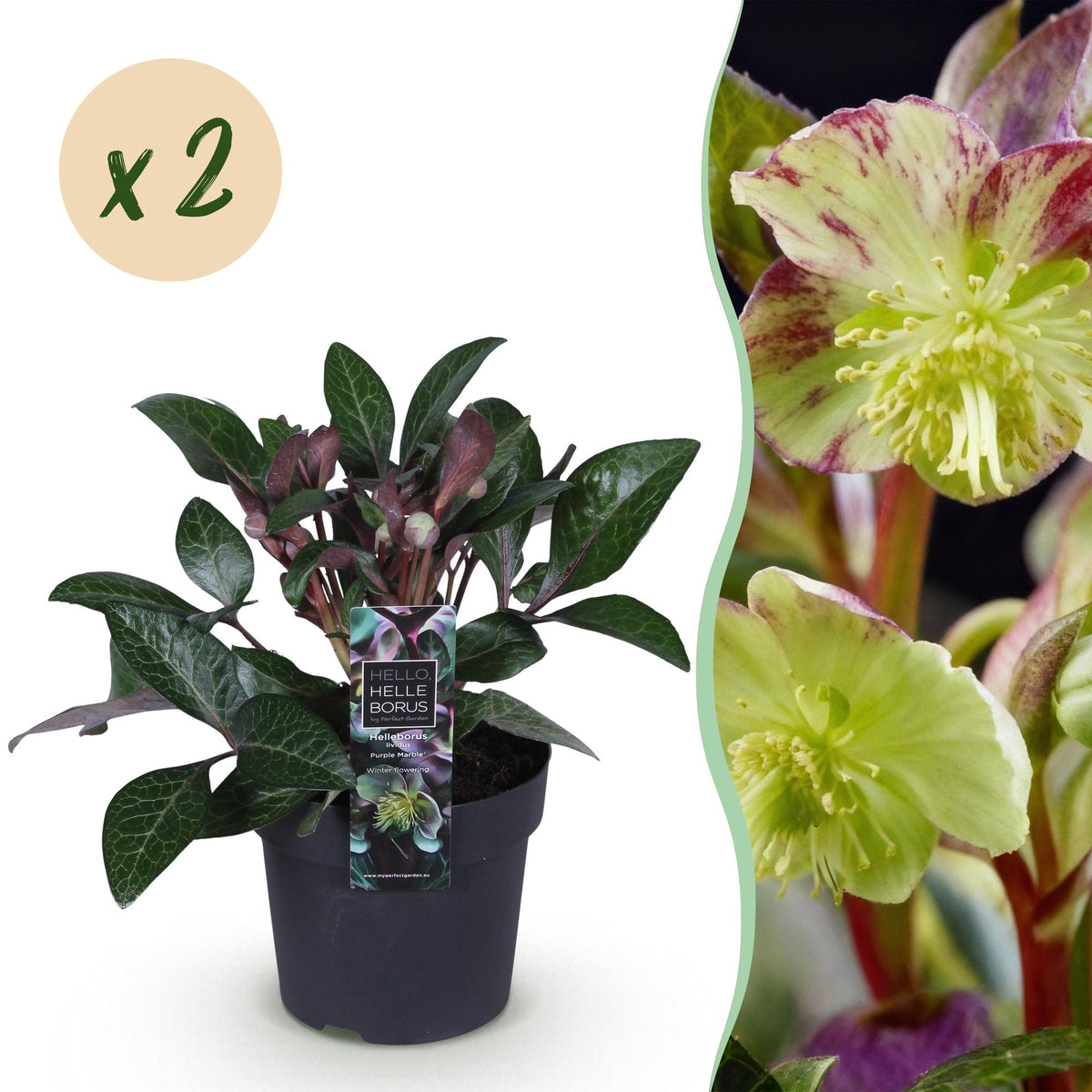2x Helleborus lividus 'Purple Marble' – Hellébore – Vert crème nuancé de rose pourpré – pot Ø 14 cm – hauteur 35 cm pot inclus