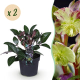 2x Helleborus lividus 'Purple Marble' – Hellébore – Vert crème nuancé de rose pourpré – pot Ø 14 cm – hauteur 35 cm pot inclus