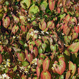 6x Epimedium y. 'Niveum' - ↕10-25cm - Ø9cm – HaGa-Welt