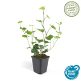 6x Hedera Hibernica - Irischer Efeu - Kletterpflanze - Immergrün - Dunkelgrün - Topf Ø 9cm - Höhe 10-25cm