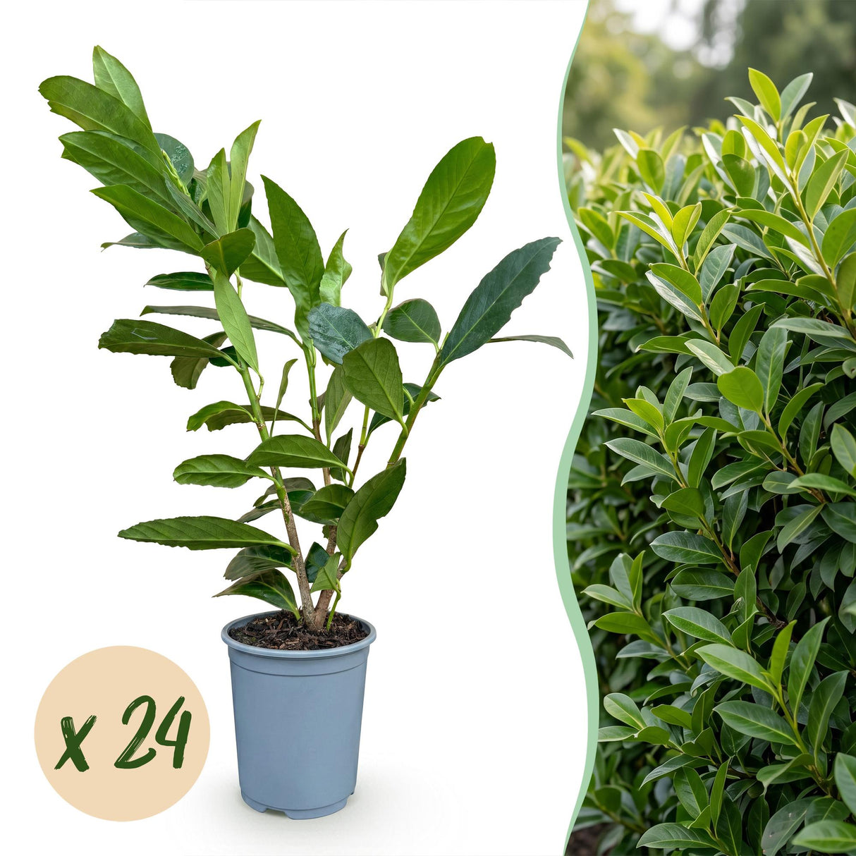 24x Prunus laur. Caucasica - Lorbeer-Kirsche - Heckenpflanzen - Immergrün - Grün - Topf 9cm - Höhe 25-35cm – HaGa-Welt
