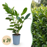 24x Prunus laur. Caucasica - Lorbeer-Kirsche - Heckenpflanzen - Immergrün - Grün - Topf 9cm - Höhe 25-35cm – HaGa-Welt