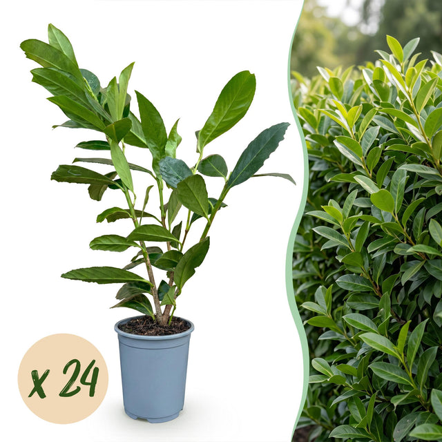 24x Prunus laur. Caucasica - Lorbeer-Kirsche - Heckenpflanzen - Immergrün - Grün - Topf 9cm - Höhe 25-35cm – HaGa-Welt