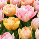 Tulpenzwiebeln – verschiedene Sorten zum Einpflanzen – HaGa-Welt
