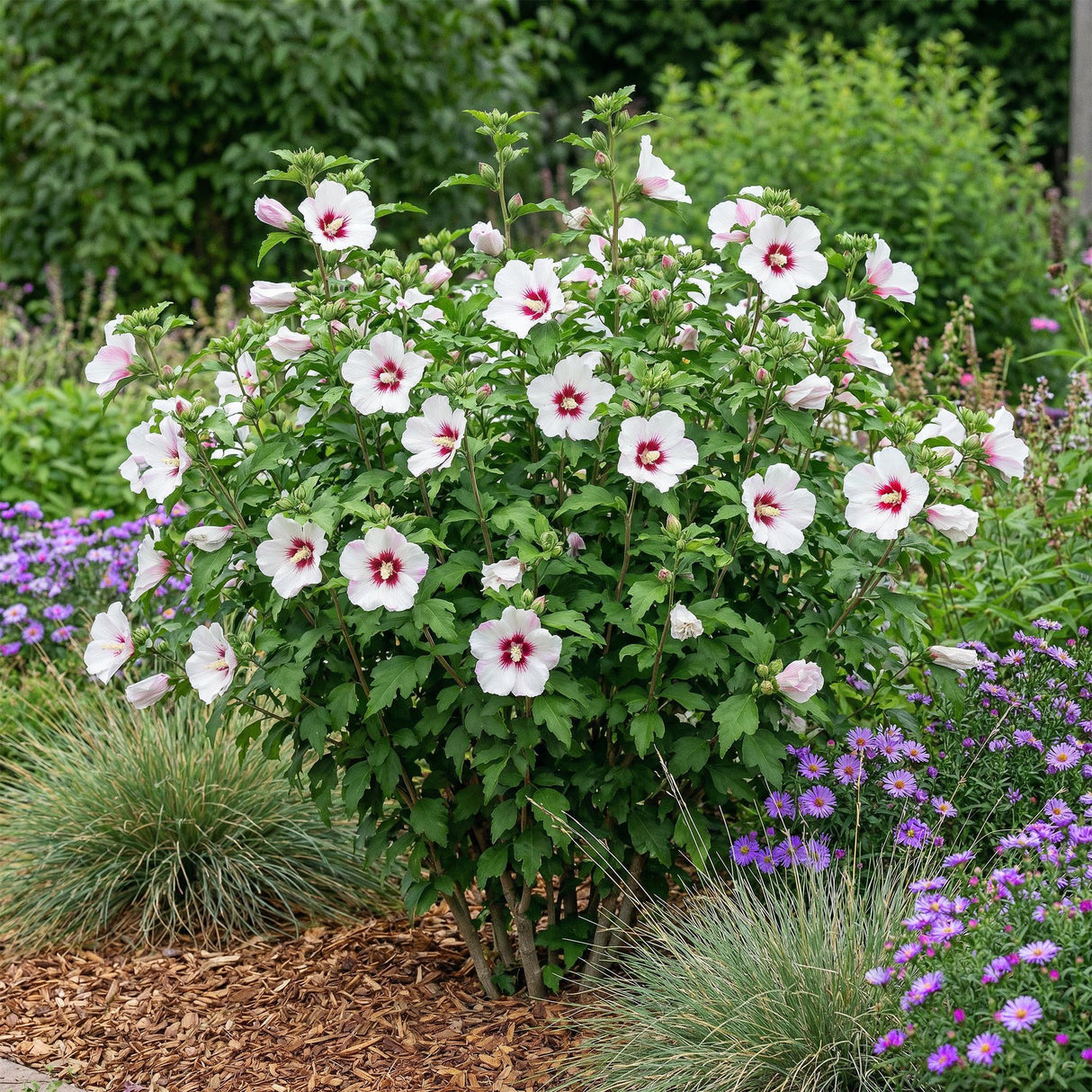 Garden Plant - Hibiscus syriacus Hamabo - Garden Hibiscus - Hardy - White - Pink - 3 Plants - Pot 17cm - Height 45cm