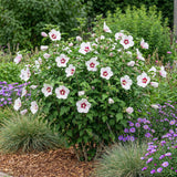 Garden Plant - Hibiscus syriacus Hamabo - Garden Hibiscus - Hardy - White - Pink - 3 Plants - Pot 17cm - Height 45cm
