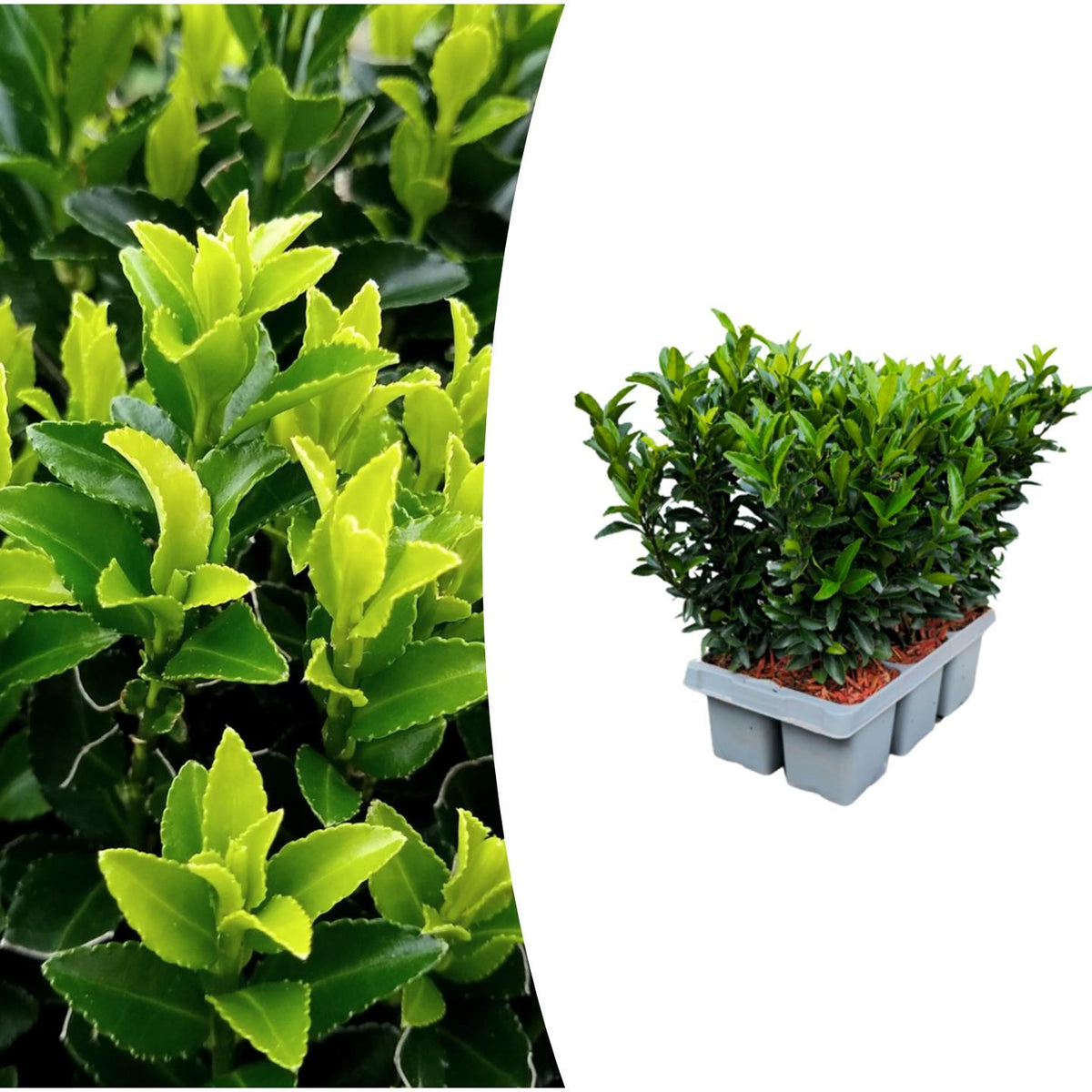 1x 6 pack Euonymus 'Green Spire' - Ø 7 cm - ↨ 15 cm – HaGa-Welt