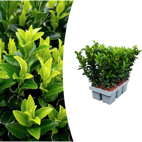 1x 6 pack Euonymus 'Green Spire' - Ø 7 cm - ↨ 15 cm – HaGa-Welt