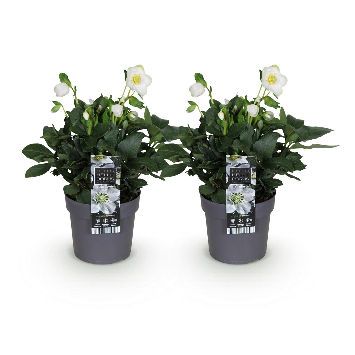2x Helleborus niger 'Christmas Carol' – Christrose – Weiß – Topf Ø 14 cm – Höhe 30 cm inkl. Topf – HaGa-Welt