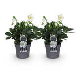 2x Helleborus niger 'Christmas Carol' – Christrose – Weiß – Topf Ø 14 cm – Höhe 30 cm inkl. Topf – HaGa-Welt