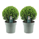 2x Ilex crenata 'Jenny' Kugel XL | Set mit 2 Stück | 19 cm Ø – HaGa-Welt