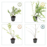24x Symphoricarpos ch. 'Hancock' - ↕10-25cm - Ø9cm – HaGa-Welt