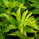 6x Polystichum set. 'Herrenhausen'- ↕10-25cm - Ø9cm – HaGa-Welt