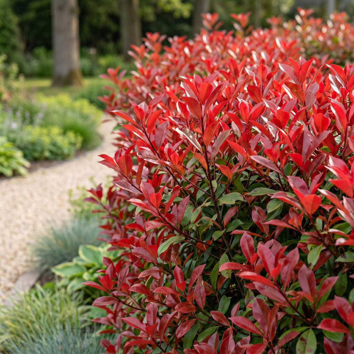 16x Photinia fraseri Red Robin - Glanzmispel - Heckenpflanzen - Immergrün - Rot - Topf 9cm - Höhe 25-35cm – HaGa-Welt