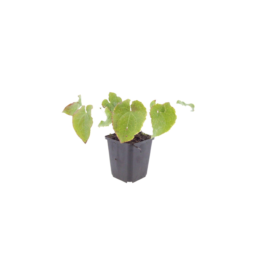 6x Epimedium perralc. 'Frohnleiten' - ↕10-25cm - Ø9cm – HaGa-Welt