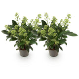2x Skimmia japonica 'Finchy' – Skimmie – Hellgrüne bis cremefarbene Knospen, weiße Blüten – Topf Ø 10,5 cm – Höhe 25 cm inkl. Topf – HaGa-Welt