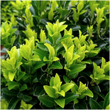 1x 6 pack Euonymus 'Green Spire' - Ø 7 cm - ↨ 15 cm – HaGa-Welt