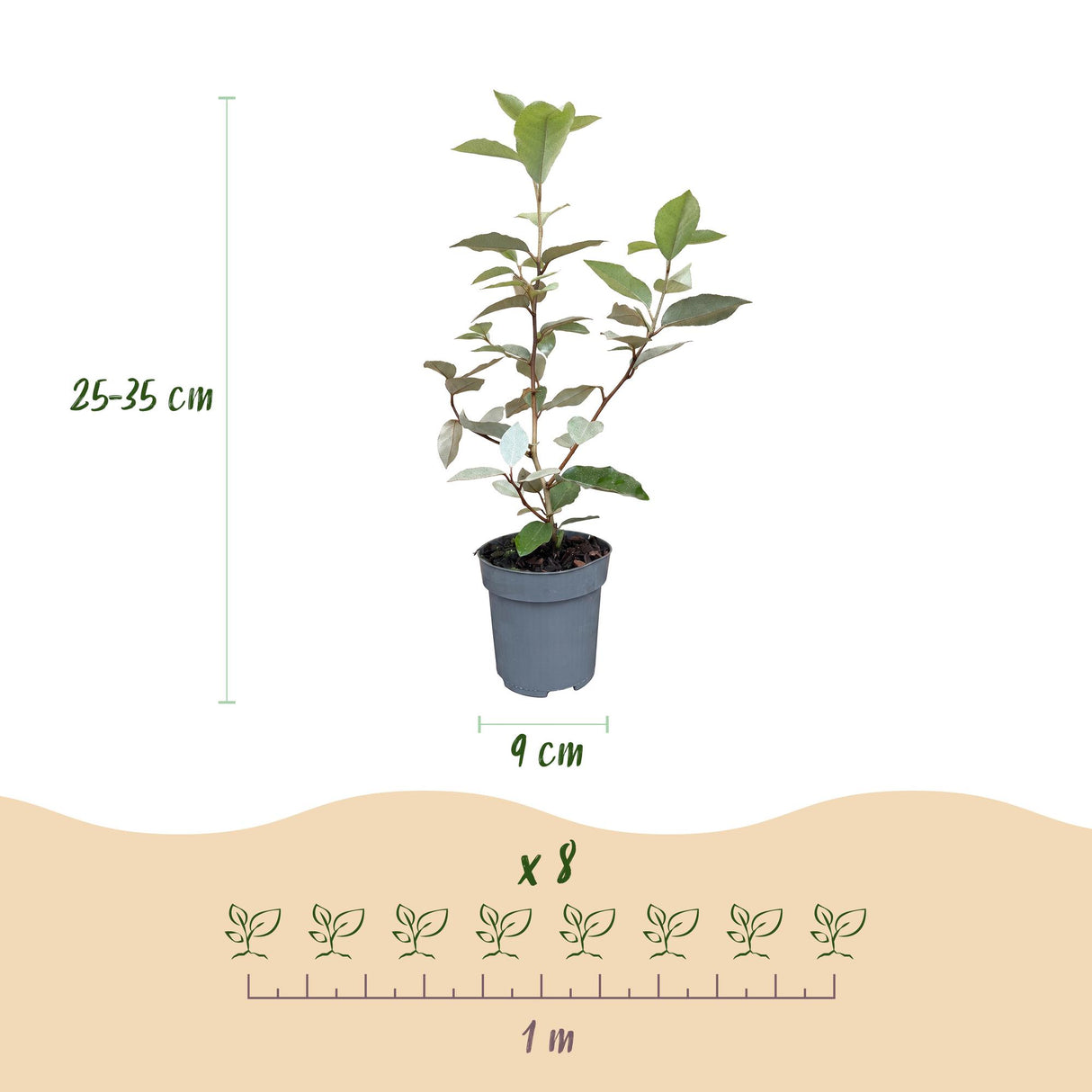 16x Eleagnus ebbingei Compacta - Ölweide - Heckenpflanzen - Immergrün - Grau - Topf 9cm - Höhe 25-35cm – HaGa-Welt