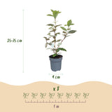 16x Eleagnus ebbingei Compacta - Ölweide - Heckenpflanzen - Immergrün - Grau - Topf 9cm - Höhe 25-35cm – HaGa-Welt