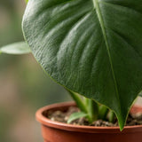 Monstera Deliciosa - Fensterblatt - 1 Plant - Pot 12cm - Hoogte - 30cm – HaGa-Welt