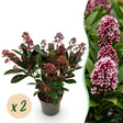 2x Skimmia japonica 'Rubella' – Skimmie – Rote Knospen, später weiße Blüten – Topf Ø 10,5 cm – Höhe 25 cm inkl. Topf – HaGa-Welt