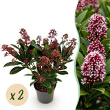 2x Skimmia japonica 'Rubella' – Skimmie – Rote Knospen, später weiße Blüten – Topf Ø 10,5 cm – Höhe 25 cm inkl. Topf – HaGa-Welt