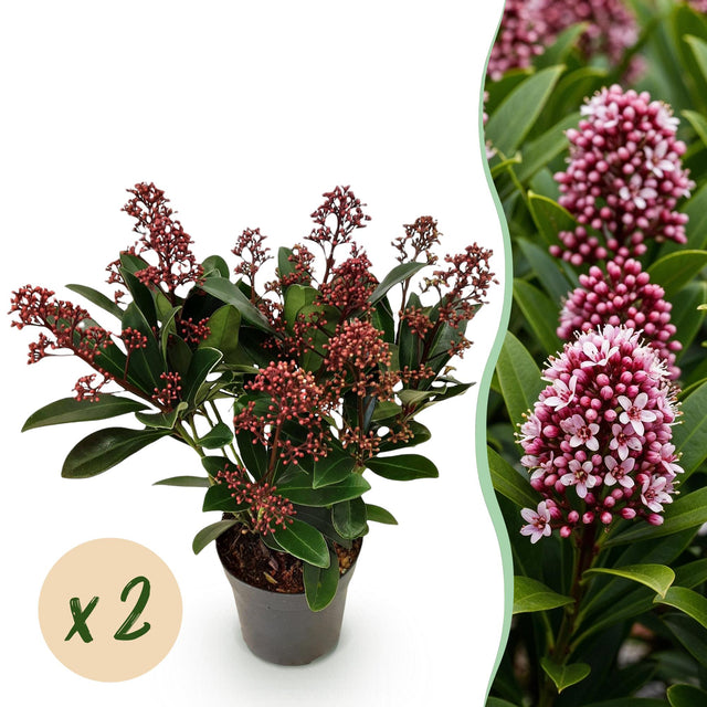 2x Skimmia japonica 'Rubella' – Skimmie – Rote Knospen, später weiße Blüten – Topf Ø 10,5 cm – Höhe 25 cm inkl. Topf – HaGa-Welt