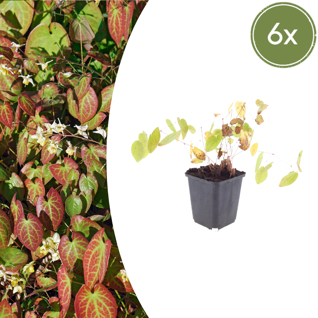 6x Epimedium y. 'Niveum' - ↕10-25cm - Ø9cm – HaGa-Welt
