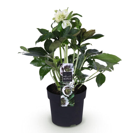 1x Helleborus orientalis 'Double Ellen White' – Rose de carême – Blanc – pot Ø 14 cm – hauteur 35 cm pot inclus