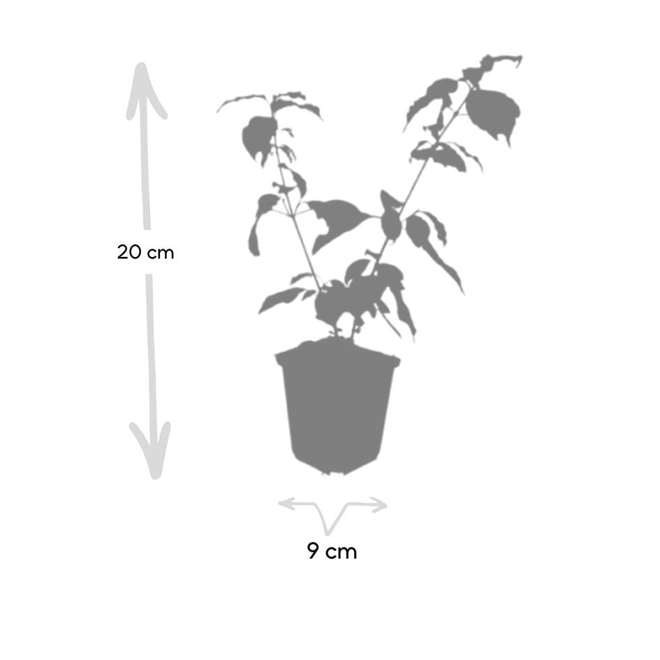 24x Cornus sang. 'Anny's Winter Orange' - ↕10-25cm - Ø9cm – HaGa-Welt