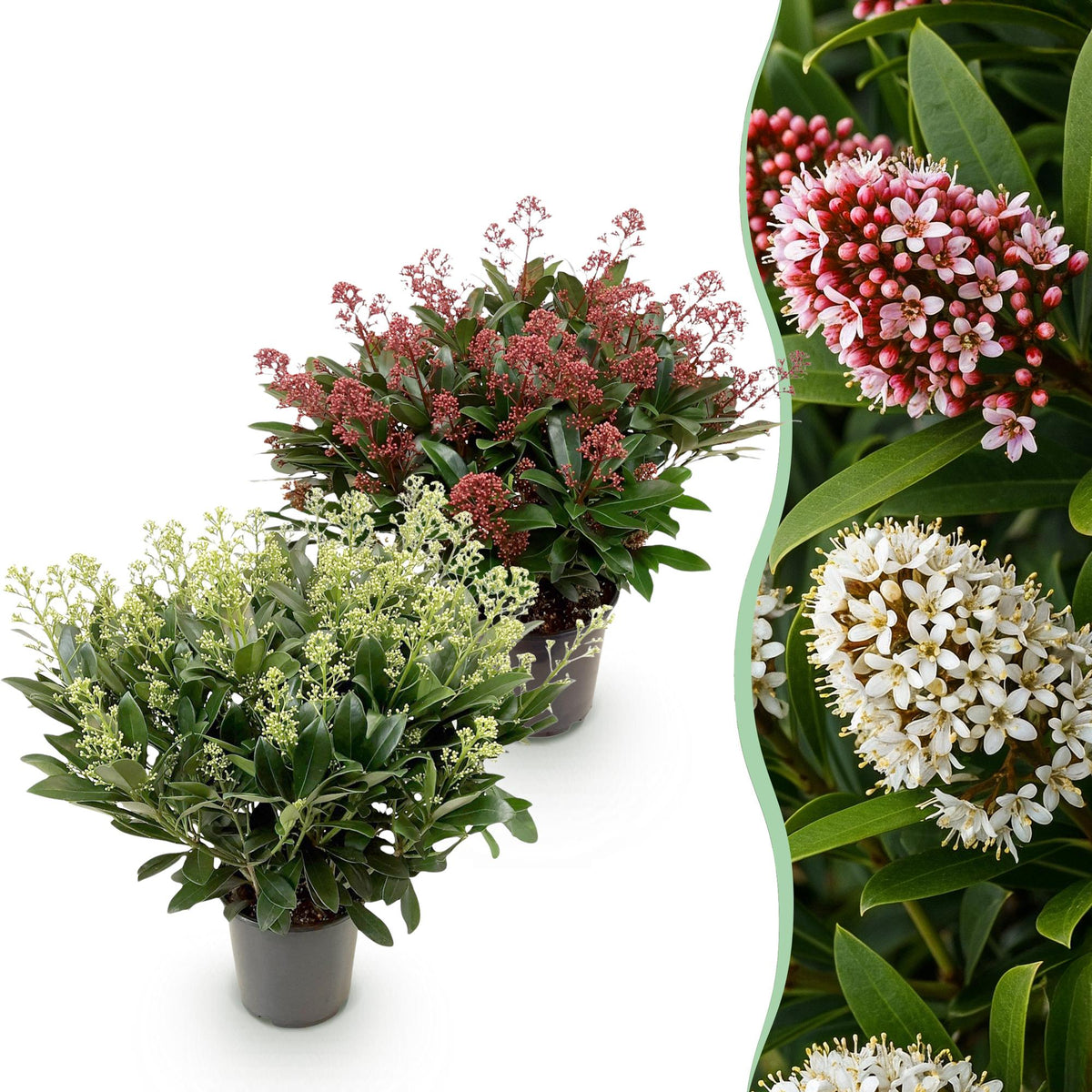 2x Skimmia japonica Duo – Rubella & Finchy – Skimmien-Duo – Rote und cremefarbene Knospen, später weiße Blüten – Topf Ø 19 cm – Höhe 60 cm inkl. Topf – HaGa-Welt
