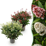 2x Skimmia japonica Duo – Rubella & Finchy – Skimmien-Duo – Rote und cremefarbene Knospen, später weiße Blüten – Topf Ø 19 cm – Höhe 60 cm inkl. Topf – HaGa-Welt