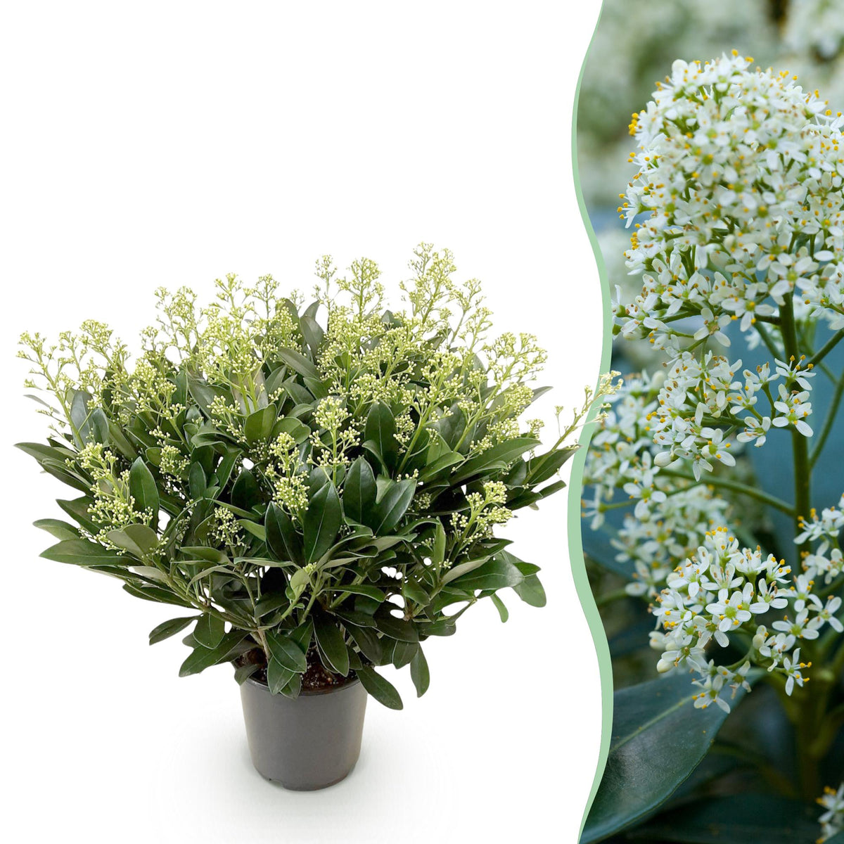 1x Skimmia japonica 'Finchy' – Japanese skimmia – Pale green to cream buds, white flowers – pot Ø 19 cm – height 60 cm including pot