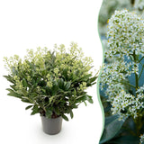 1x Skimmia japonica 'Finchy' – Japanese skimmia – Pale green to cream buds, white flowers – pot Ø 19 cm – height 60 cm including pot