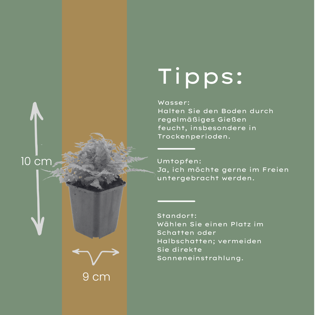 6x Dryopteris filix-mas - ↕10-25cm - Ø9cm – HaGa-Welt
