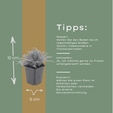 6x Dryopteris filix-mas - ↕10-25cm - Ø9cm – HaGa-Welt
