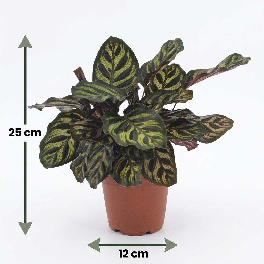 1x Calathea Makoyana - Pfauenpflanze - Zimmerpflanze - Grün-Purpur - Topf 12cm - Höhe 25cm – HaGa-Welt