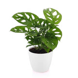 Monstera Adansonii - Monstera Adansonii - 1 Plant - met Potter Wit - Pot 12cm - Hoogte - 25cm