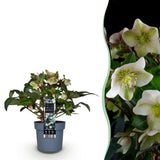 1x Helleborus 'Diamonfire' – Hellébore – Vert et blanc – pot Ø 19 cm – hauteur 40 cm pot inclus