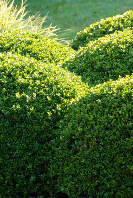 24x Buxus Sempervirens - ↕10-25cm - Ø9cm – HaGa-Welt
