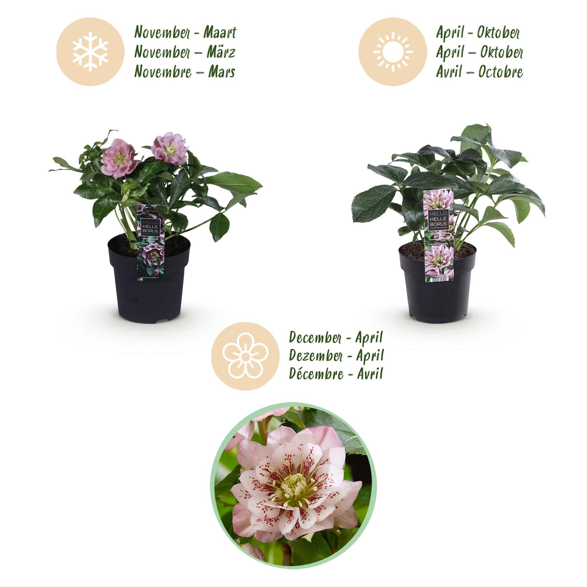 1x Helleborus orientalis Double Tricolour – Rose de carême – Rose, rouge et blanc – pot Ø 14 cm – hauteur 35 cm pot inclus