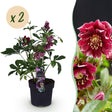 2x Helleborus orientalis 'Double Ellen Red' – Lenzrose – Rot – Topf Ø 14 cm – Höhe 35 cm inkl. Topf – HaGa-Welt