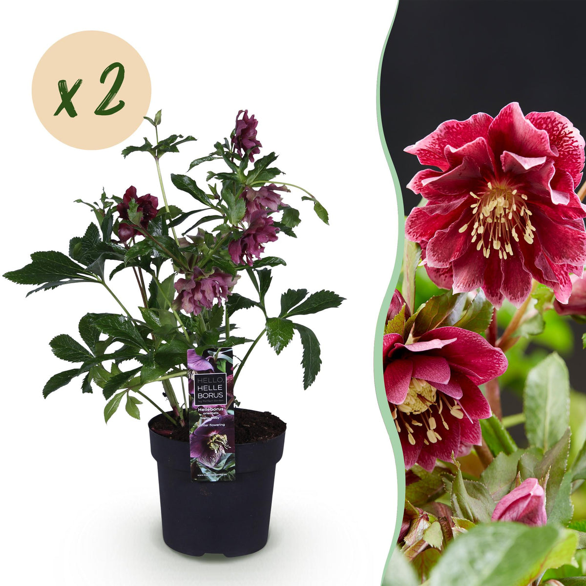 2x Helleborus orientalis 'Double Ellen Red' – Lenzrose – Rot – Topf Ø 14 cm – Höhe 35 cm inkl. Topf – HaGa-Welt