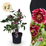 2x Helleborus orientalis 'Double Ellen Red' – Lenzrose – Rot – Topf Ø 14 cm – Höhe 35 cm inkl. Topf – HaGa-Welt