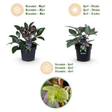 1x Helleborus lividus 'Purple Marble' – Hellébore – Vert crème nuancé de rose pourpré – pot Ø 14 cm – hauteur 35 cm pot inclus