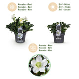 2x Helleborus niger 'Christmas Carol' – Christrose – Weiß – Topf Ø 17 cm – Höhe 35 cm inkl. Topf – HaGa-Welt