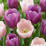 Tulpenzwiebeln – verschiedene Sorten zum Einpflanzen – HaGa-Welt