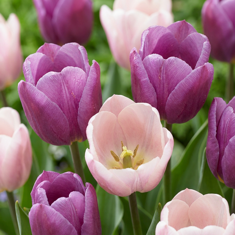 Tulpenzwiebeln – verschiedene Sorten zum Einpflanzen – HaGa-Welt